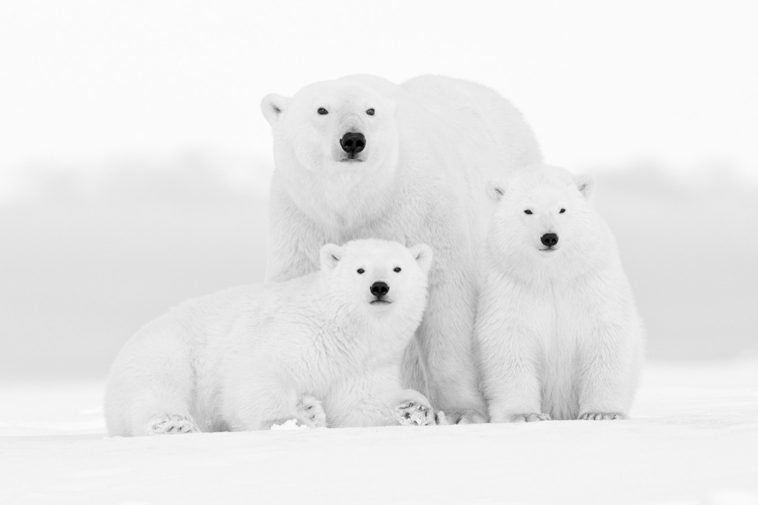 Portrait de famille I