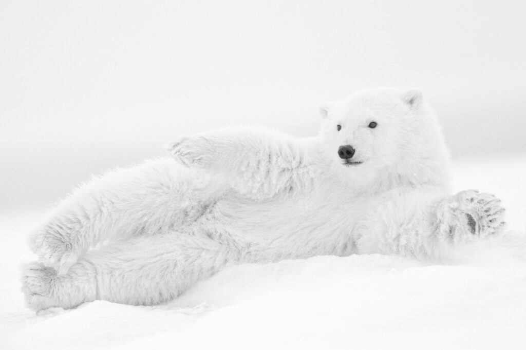 Sur un coussin de neige