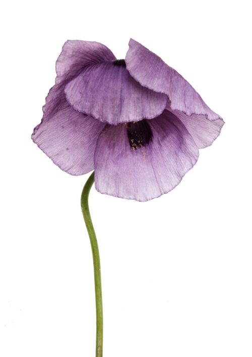 Papaver Somniferum Opium