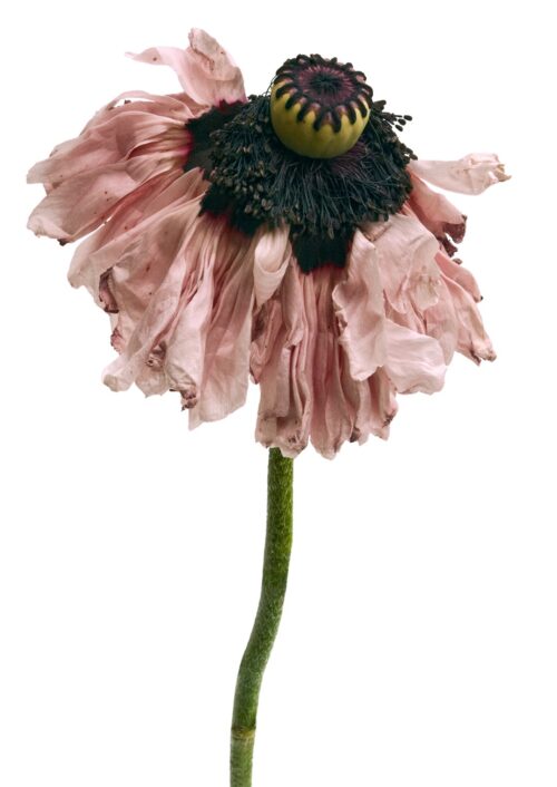 Poppy Petticoat