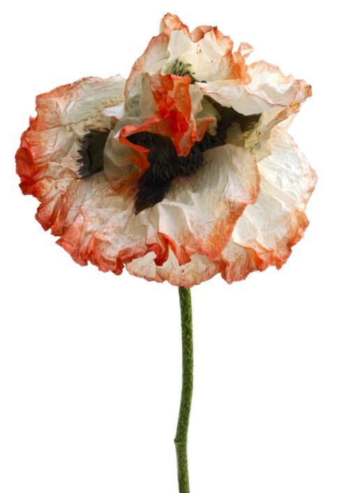 Poppy Picotee