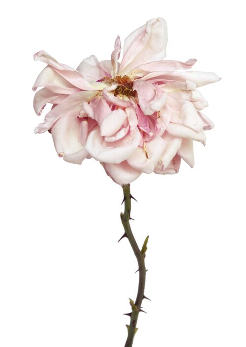Rose Albertine