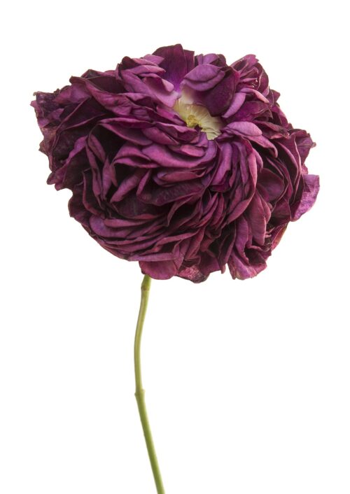 Rose Charles de Mills