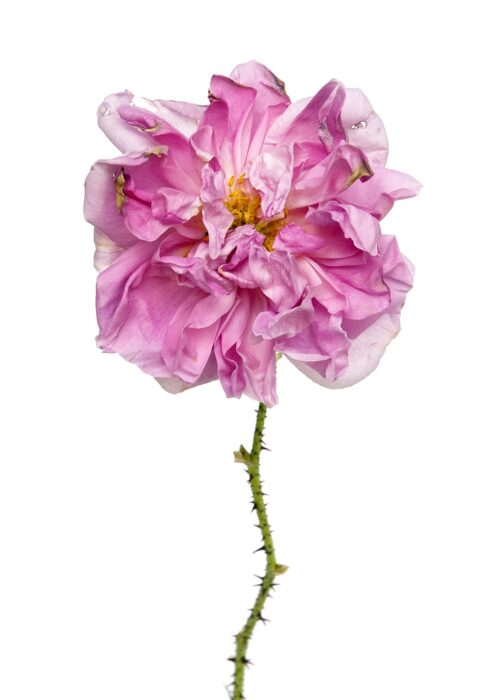 Rose Damas Kazanlik