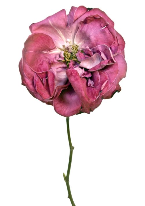 Rose Ena Harkness