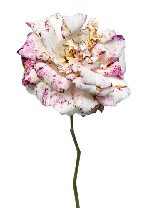 Rose Ophelia