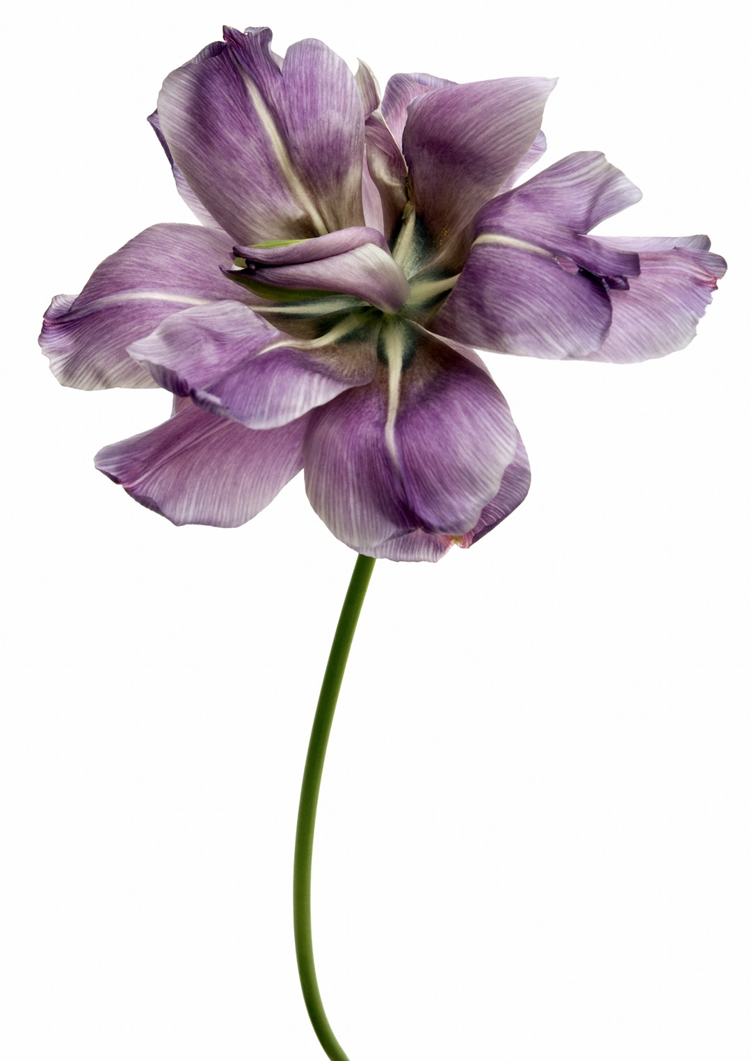 Tulipe Diamant Bleu