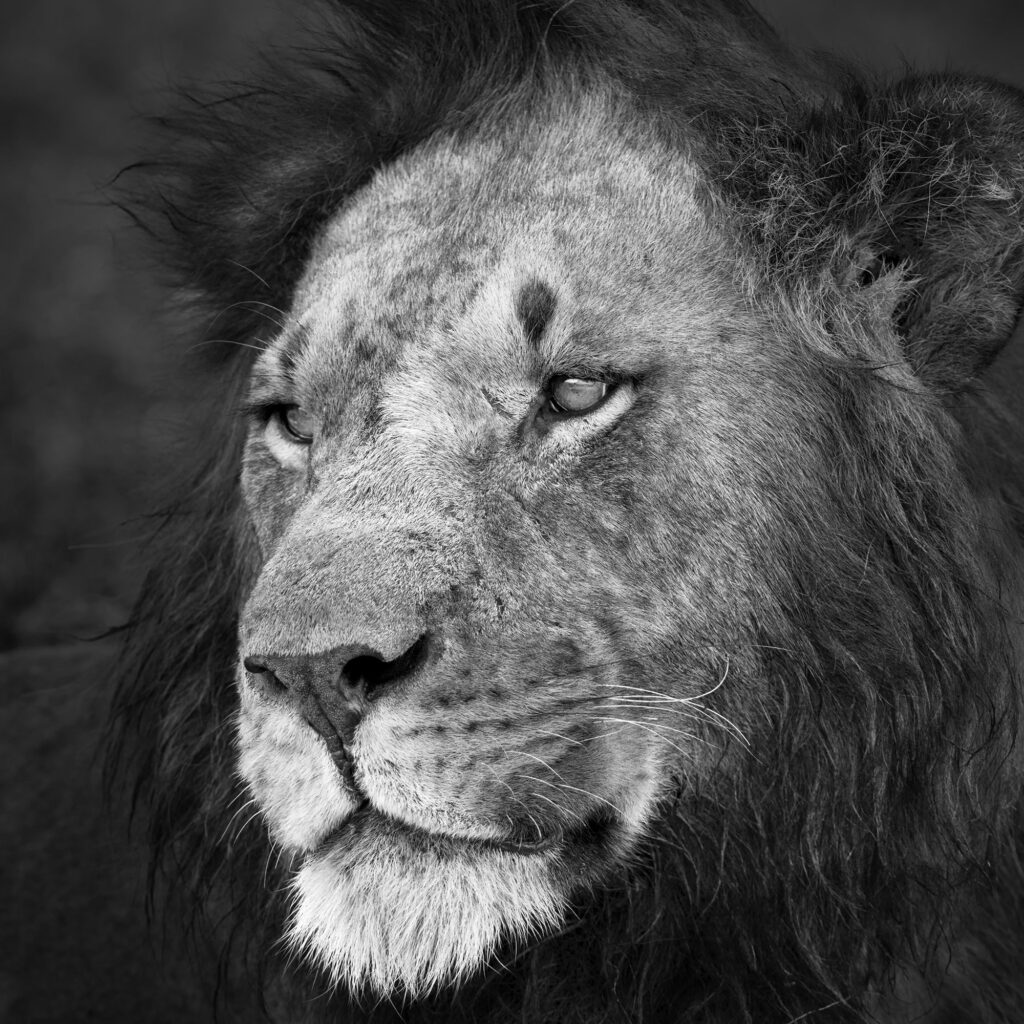 Eternal Lion