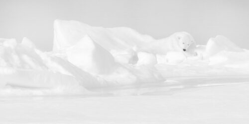 Lost in Ice