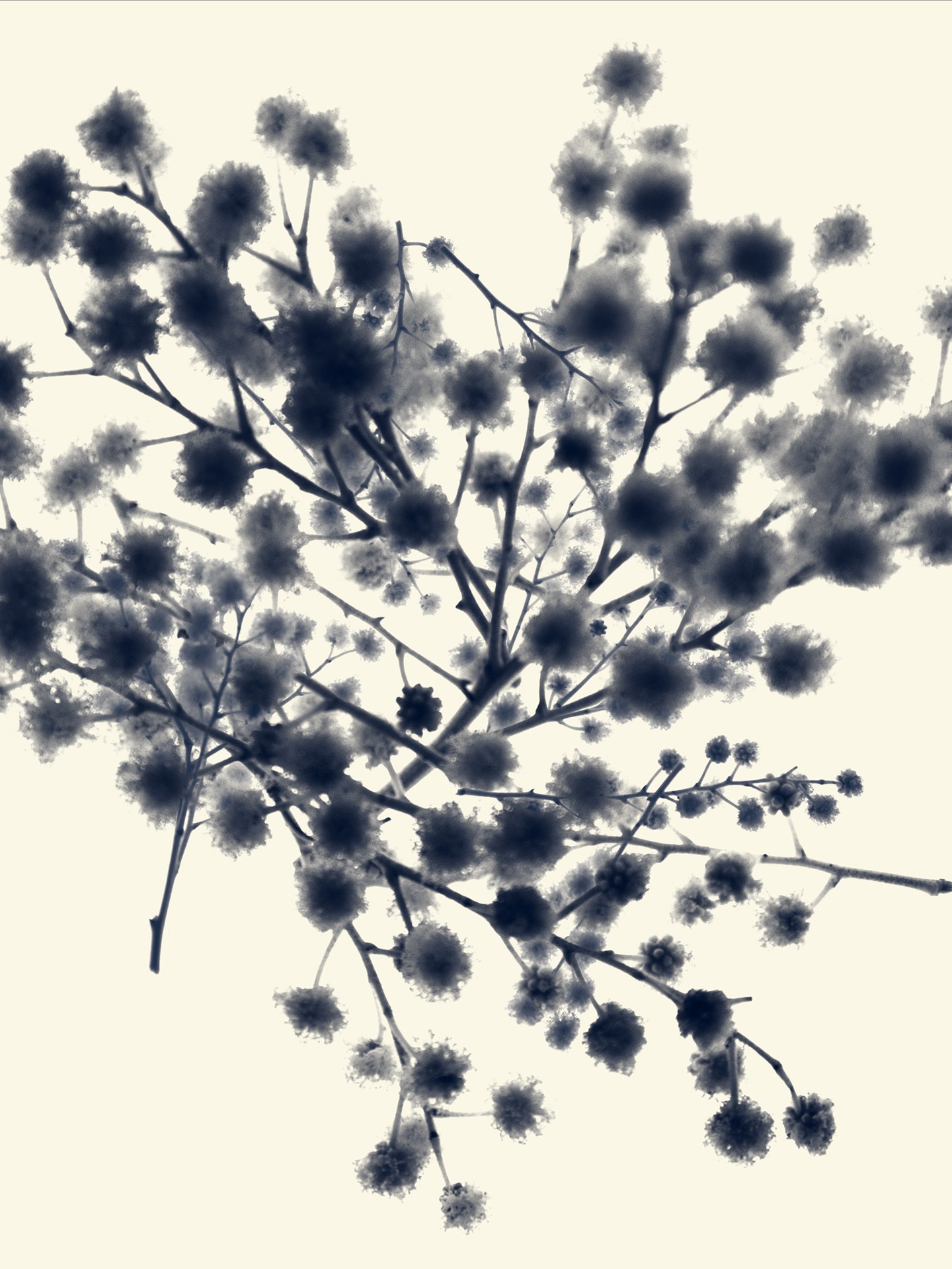 Mimosa - Acacia Dealbata