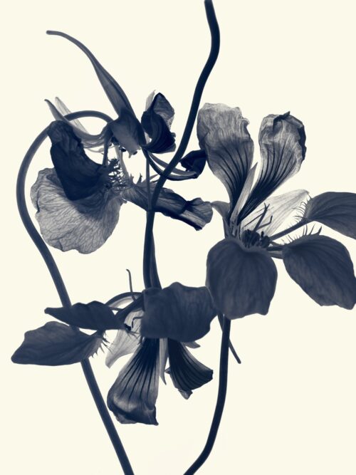 Capucine - Tropaeolum Majus Flora