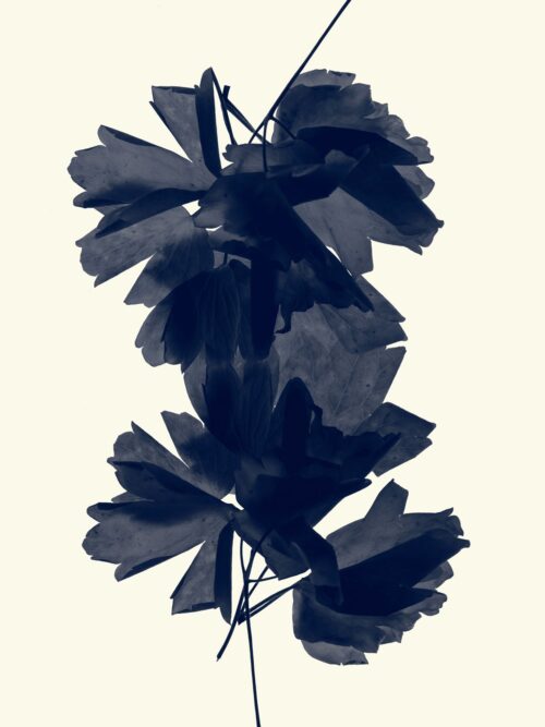 Ancolie - Aquilegia