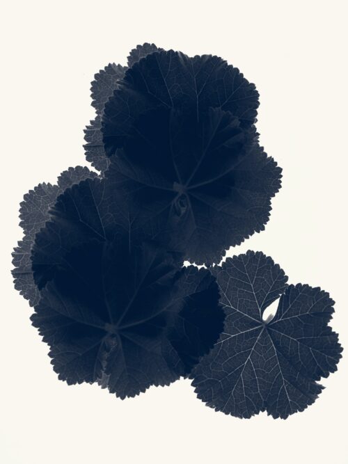 Geranium Vivace